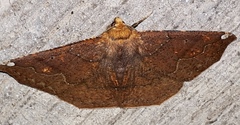Acrosemia undilinea