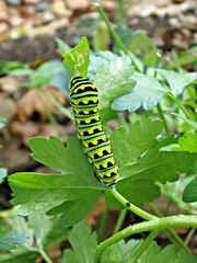 Papilio polyxenes