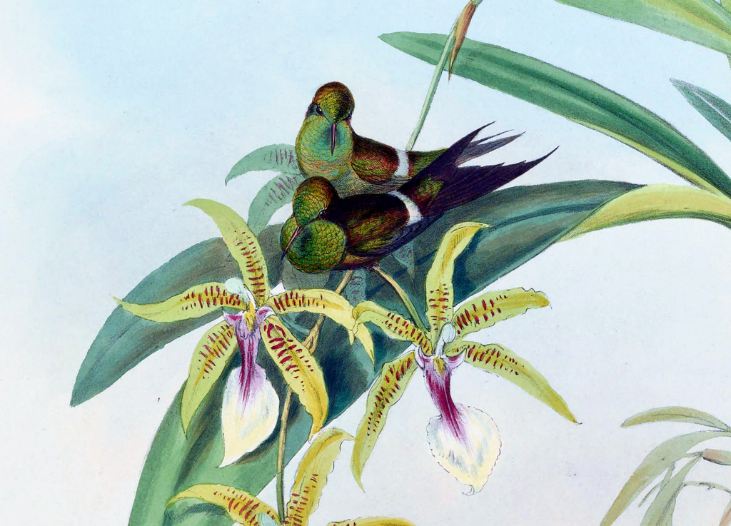 Coppery Thorntail photo