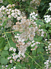Ageratina altissima