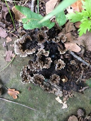 Fungi