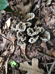 Fungi