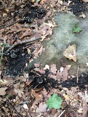 Fungi