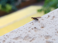 Kalotermes flavicollis