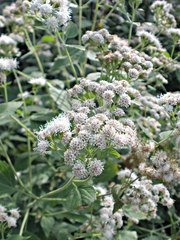 Ageratina altissima