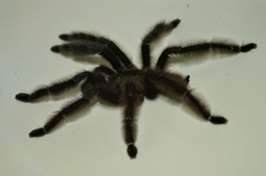 Psalmopoeus