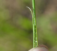(c) Dan Johnson, some rights reserved (CC BY) Eleocharis montana, photograph (c) Dan Johnson, some rights reserved (CC BY)