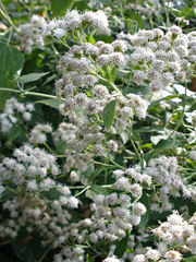 Ageratina altissima