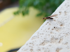 Kalotermes flavicollis