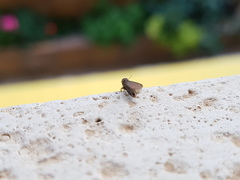 Kalotermes flavicollis