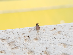 Kalotermes flavicollis