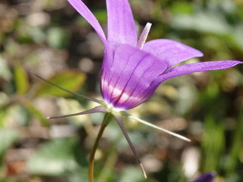 Image of Campanula lusitanica by (c) Carminda Santos, some rights reserved (CC BY)