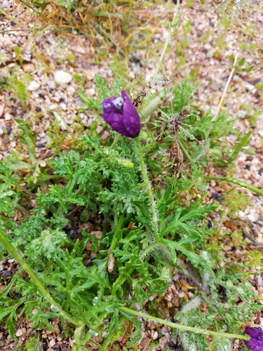 Violet Horned-poppy