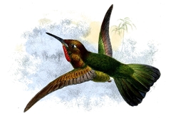 Fiery-Throated Metaltail photo 3