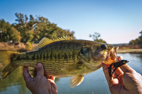 Spotted Bass