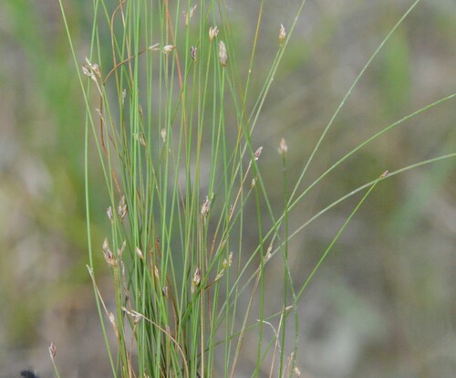 Britton's Spikerush (Eleocharis brittonii)