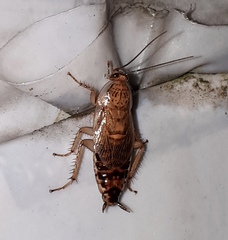 Latiblattella tarasca