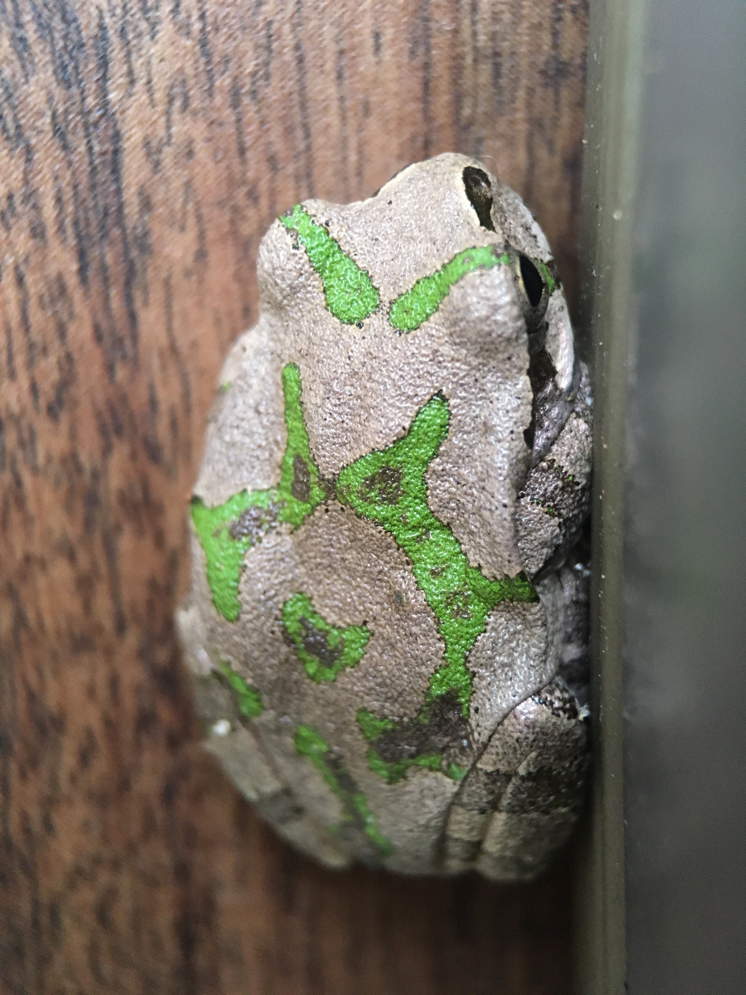 Japanese Tree Frog (Hyla japonica) · iNaturalist