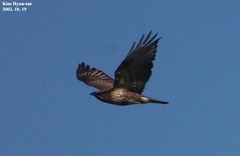 Buteo japonicus