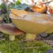 Suillus collinitus - Photo (c) Cordula Bernert, some rights reserved (CC BY-NC), uploaded by Cordula Bernert