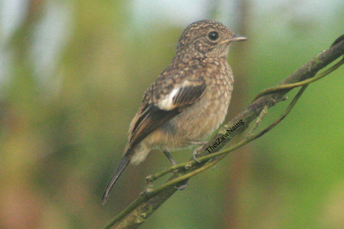 Pied Bushchat