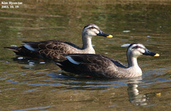 Eastern Spot-Billed Duck photo 3