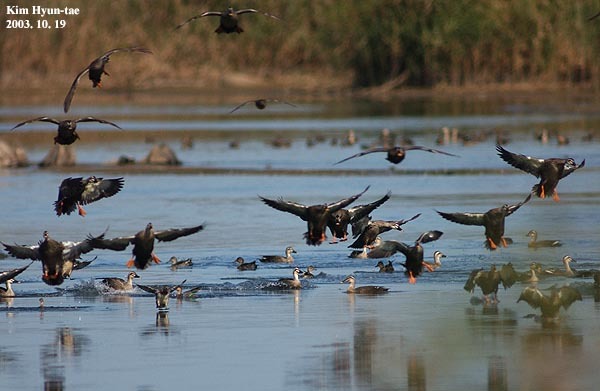 Eastern Spot-billed Duck