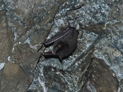 Myotis chinensis observed 2023-04-25