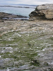 Rosenvingiellopsis constricta