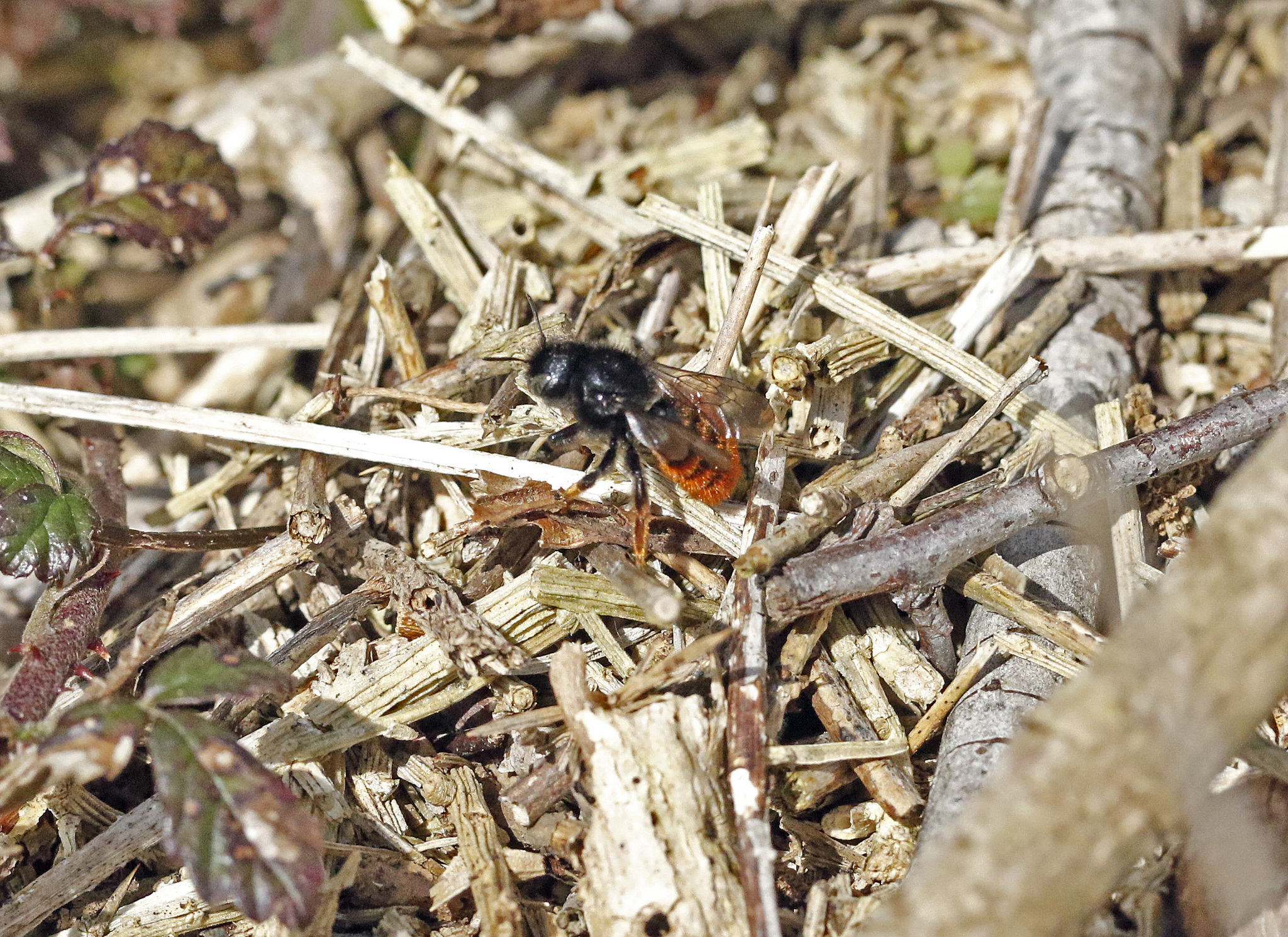 Osmia Bicolor (Schrank, 1781)