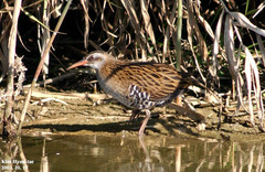 Rallus indicus