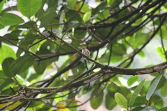 Picumnus olivaceus