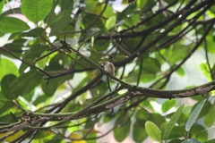 Picumnus olivaceus