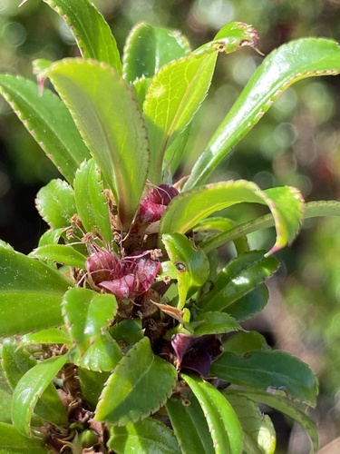 Barberry Caperose (Cliffortia berberidis)