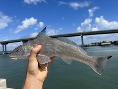 Gulf Kingfish photo 5