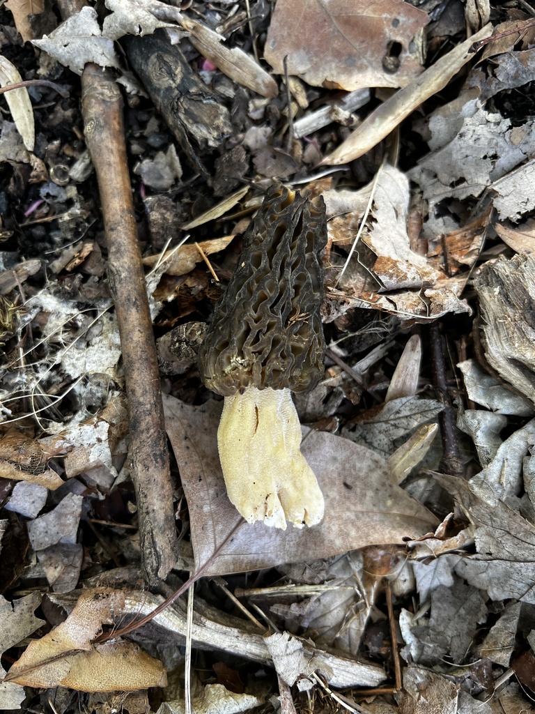 black morel from Prospect Park Lake, New York, NY, US on April 25, 2023