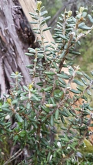 Olearia cymbifolia