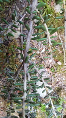 Olearia cymbifolia