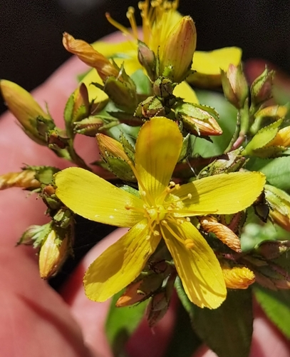 Hypericum glandulosum (Hypericum glandulosum)