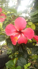 Hibiscus