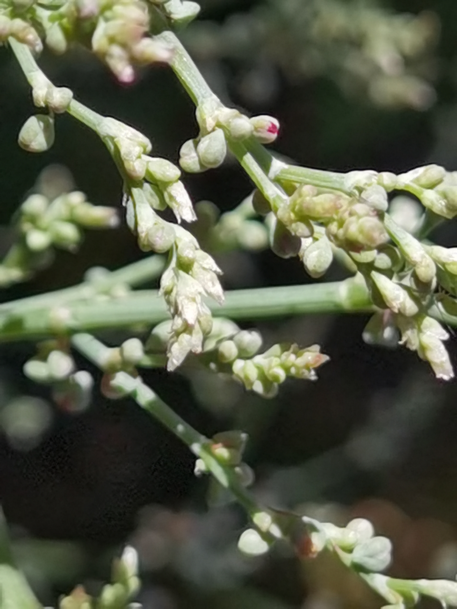 Rumex maderensis
