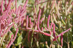 Samphire (Sarcocornia neei)