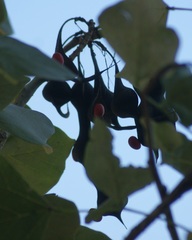 Erythrina americana