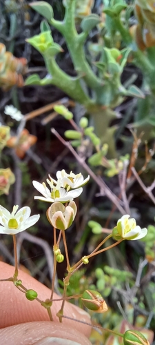 Image of Pharnaceum aurantium by (c) Danie Palm, some rights reserved (CC BY)