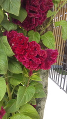 Celosia argentea