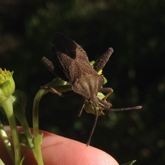 Piezogaster indecorus