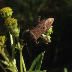 Piezogaster indecorus