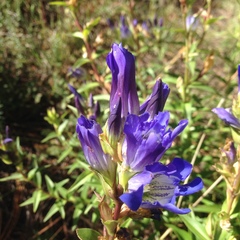Gentiana spathacea