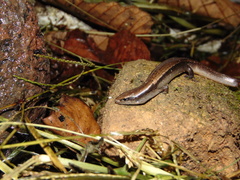 Scincella gemmingeri