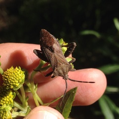 Piezogaster indecorus